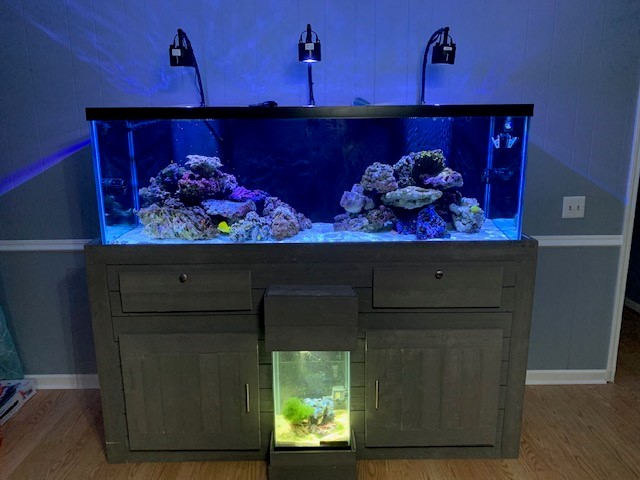 fish tank.jpg