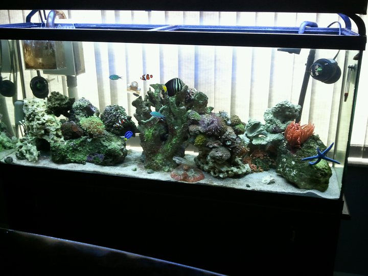 fish update.jpg