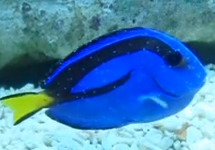 Fish-with-Ich.png