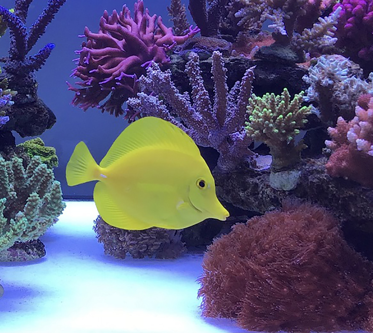 Fish Yellow Tang.jpg