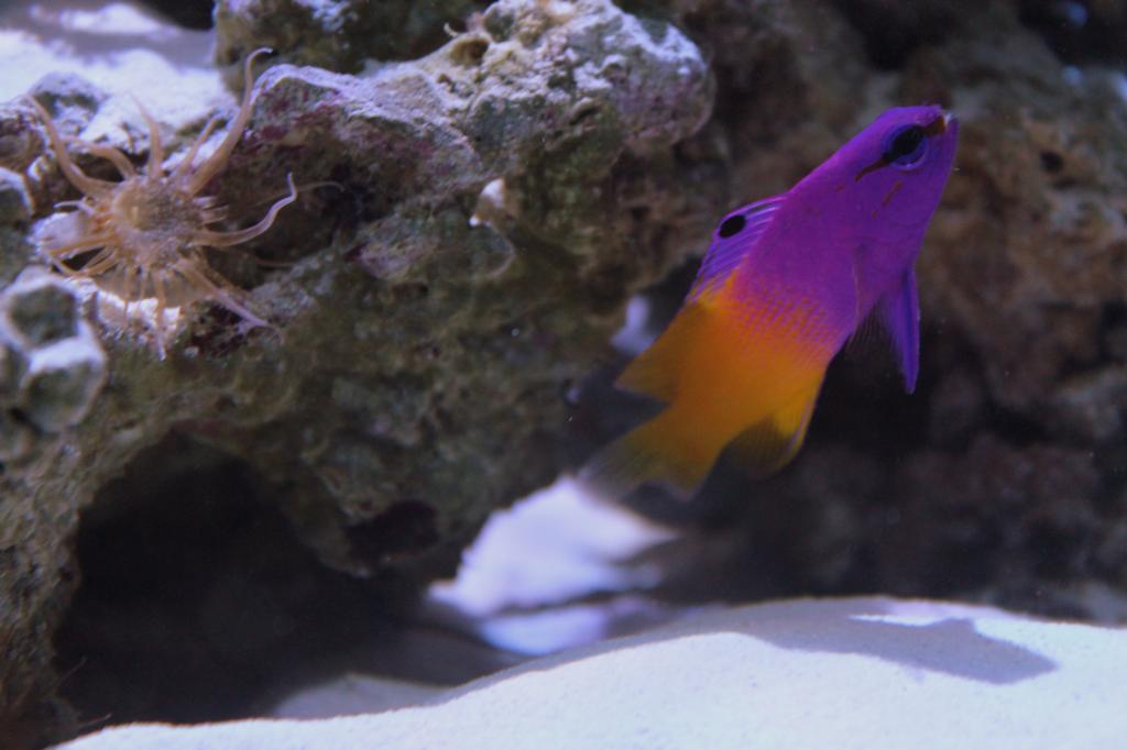 Fish031713256.jpg