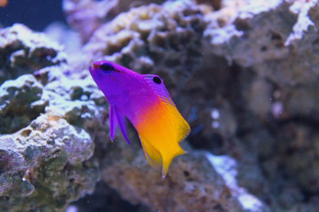 Fish031713607.jpg
