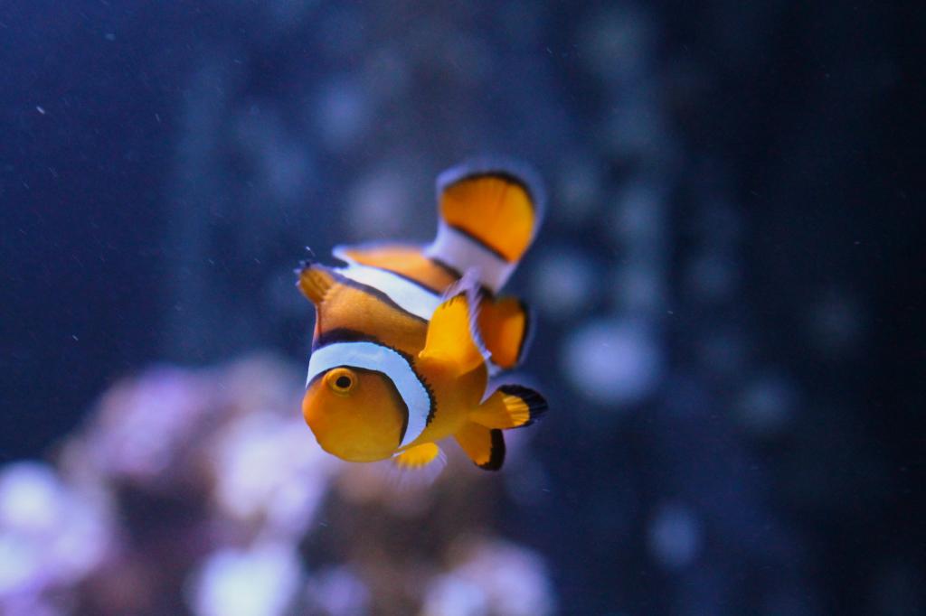 Fish031713747.jpg