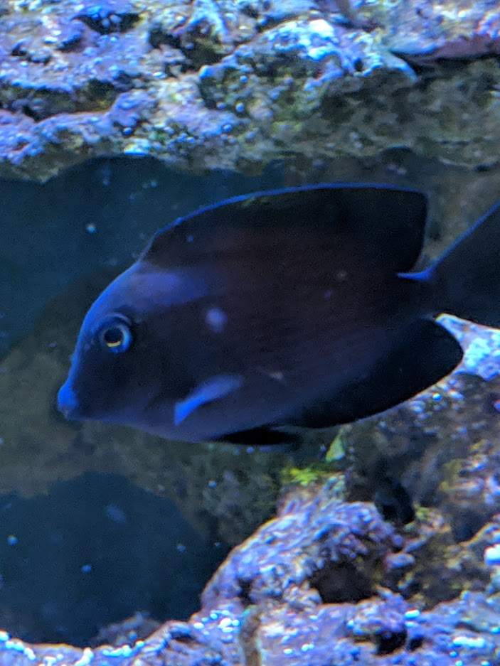 fish1.jpg