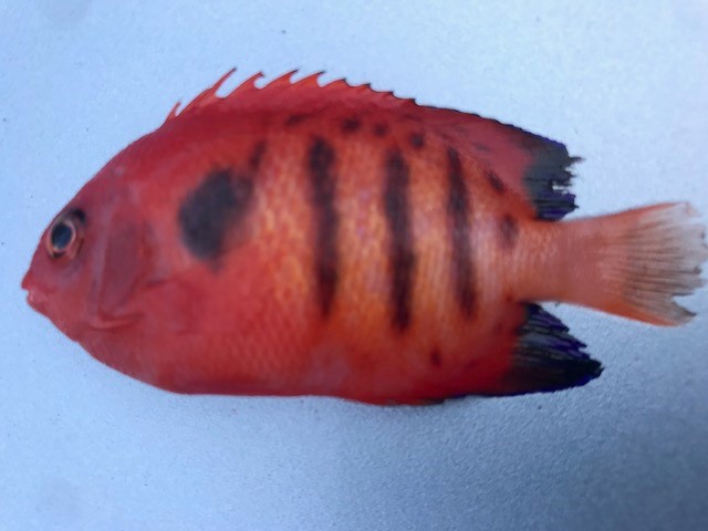 fish1.jpg