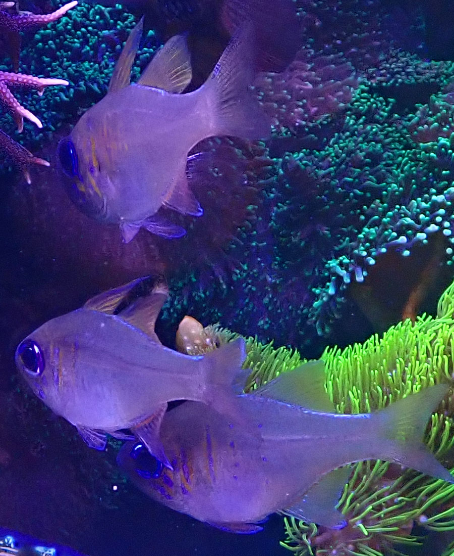 fish1.jpg