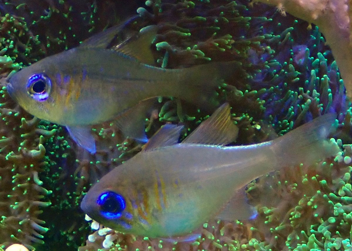 fish1.jpg
