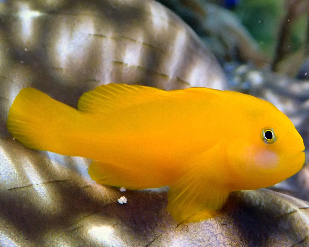 fish1.jpg