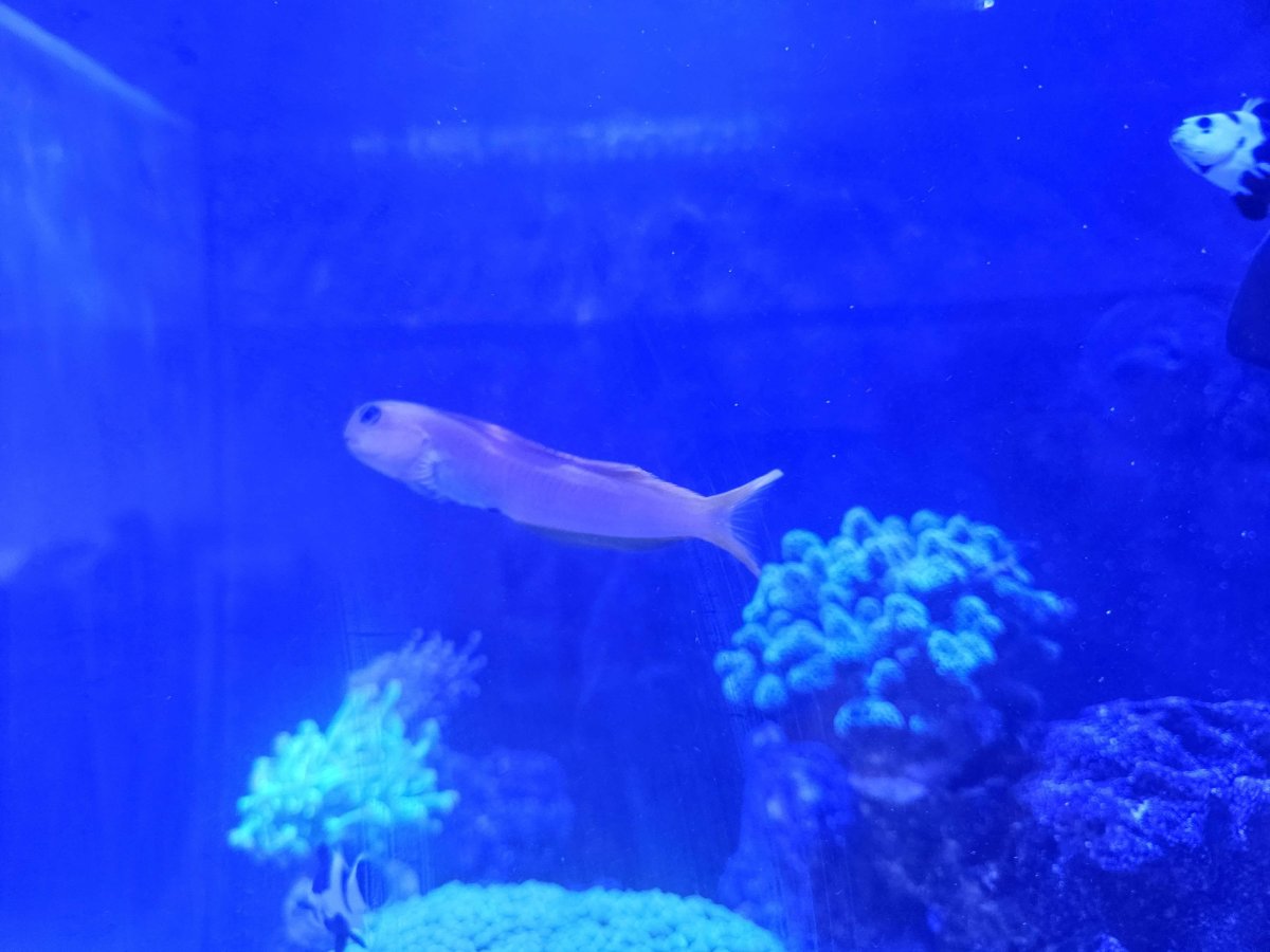 Fish1.jpg
