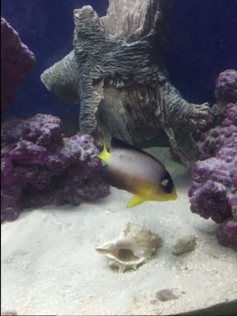fish1.JPG