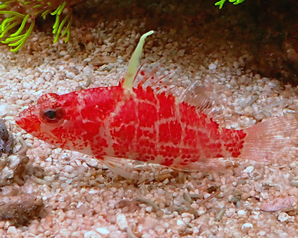 fish1.jpg
