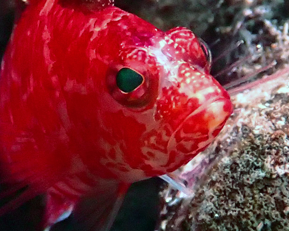 fish1.jpg