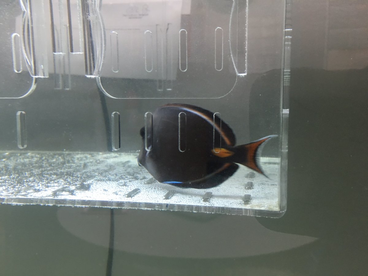Large Build - New office custom peninsula 185 gallon build thread ...