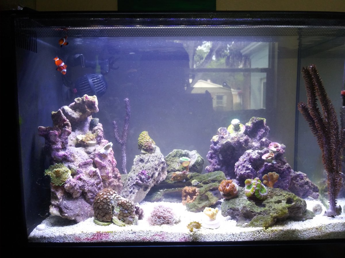 fish2.jpg