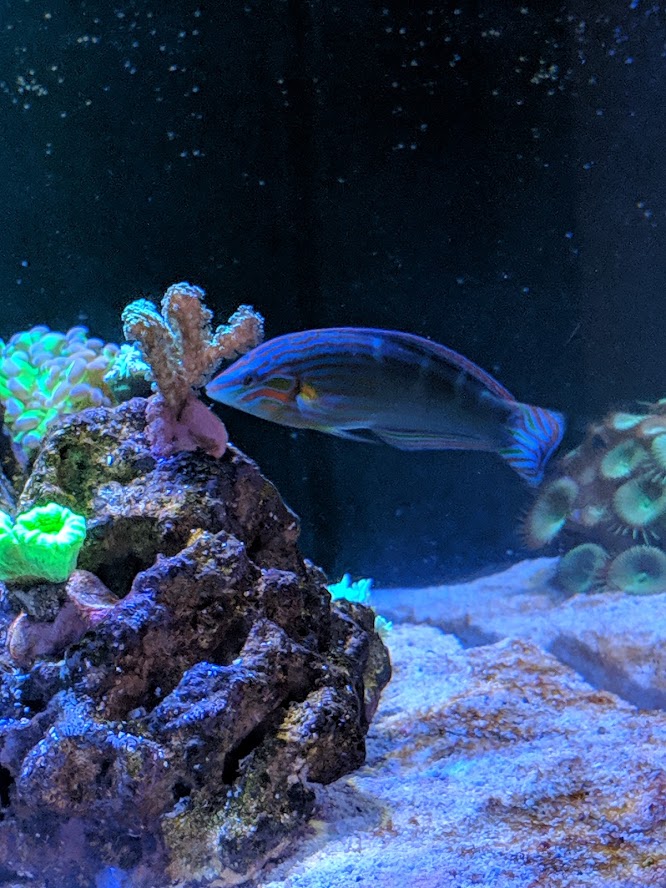 fish2.jpg