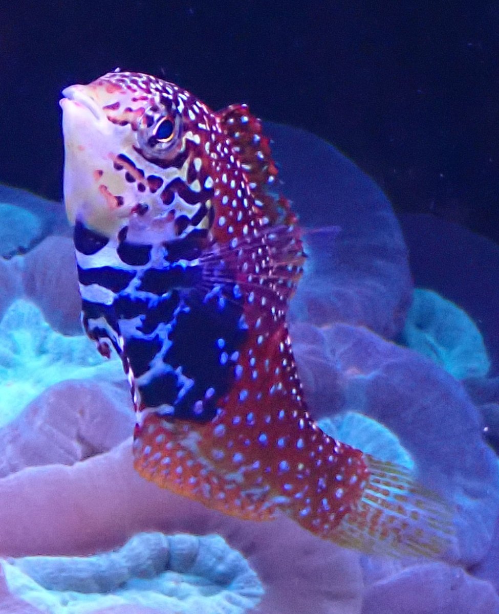 fish2.jpg