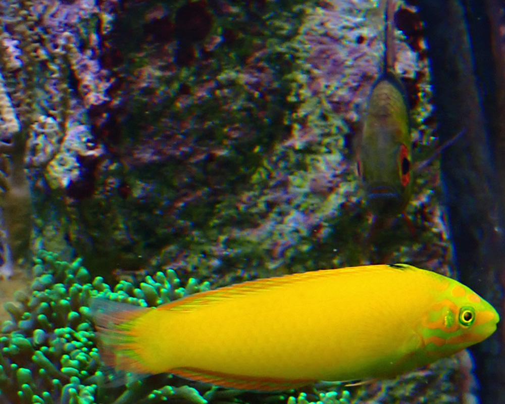 fish2.jpg