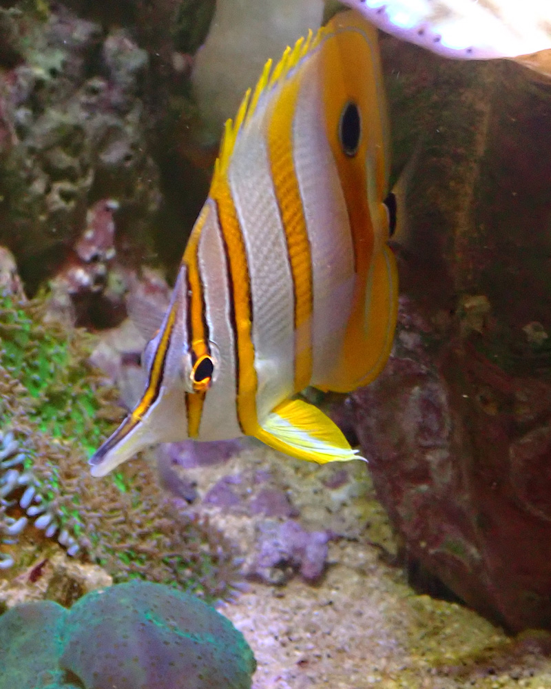 fish2.jpg