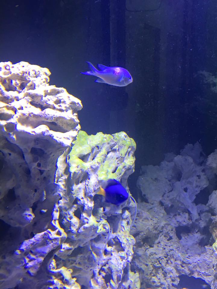 fish2.jpg