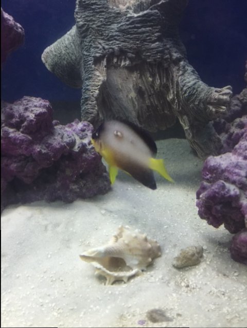 fish2.JPG