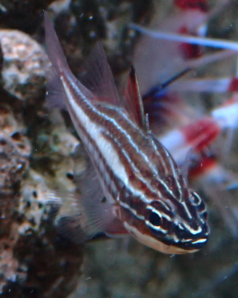 fish2.jpg
