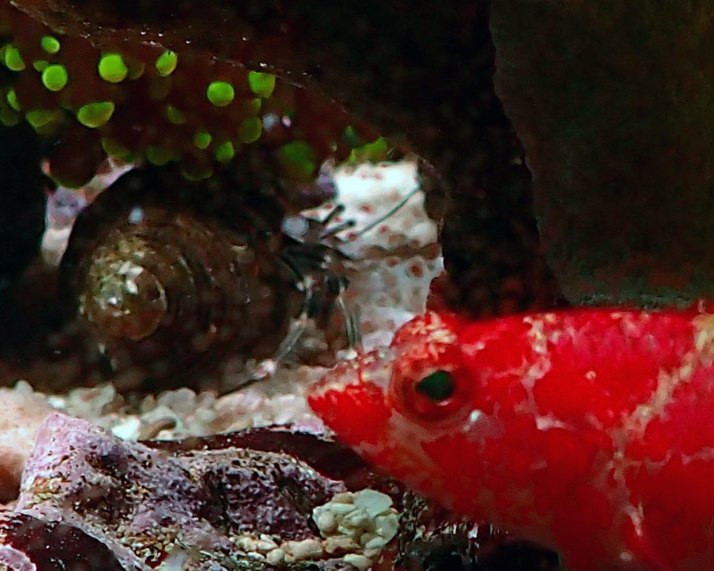 fish2.jpg