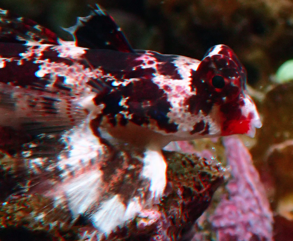fish2.jpg