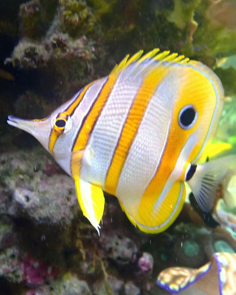 fish2c.jpg