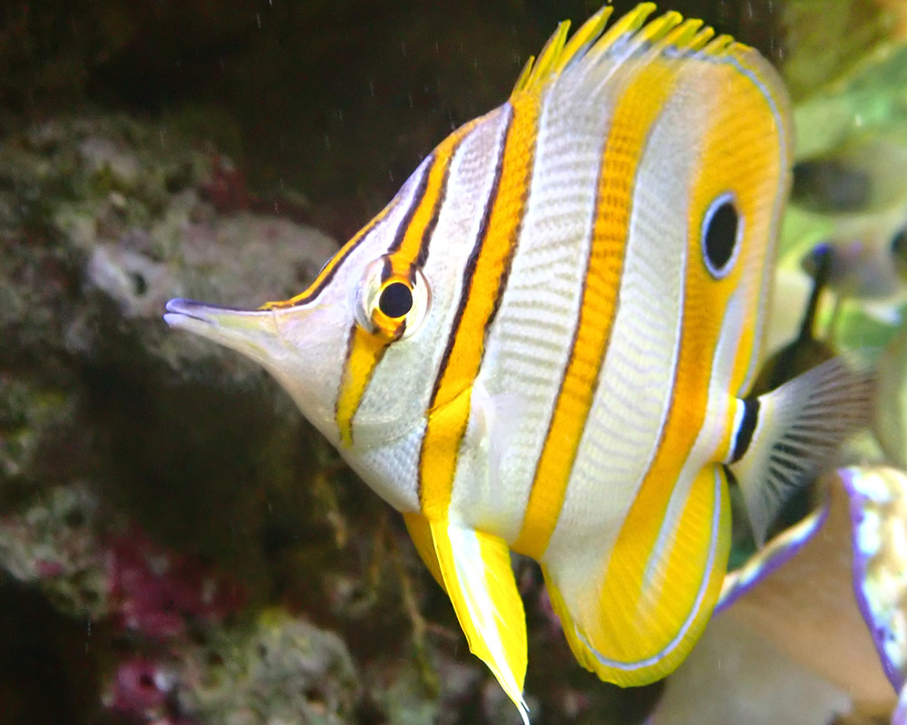fish2d.jpg