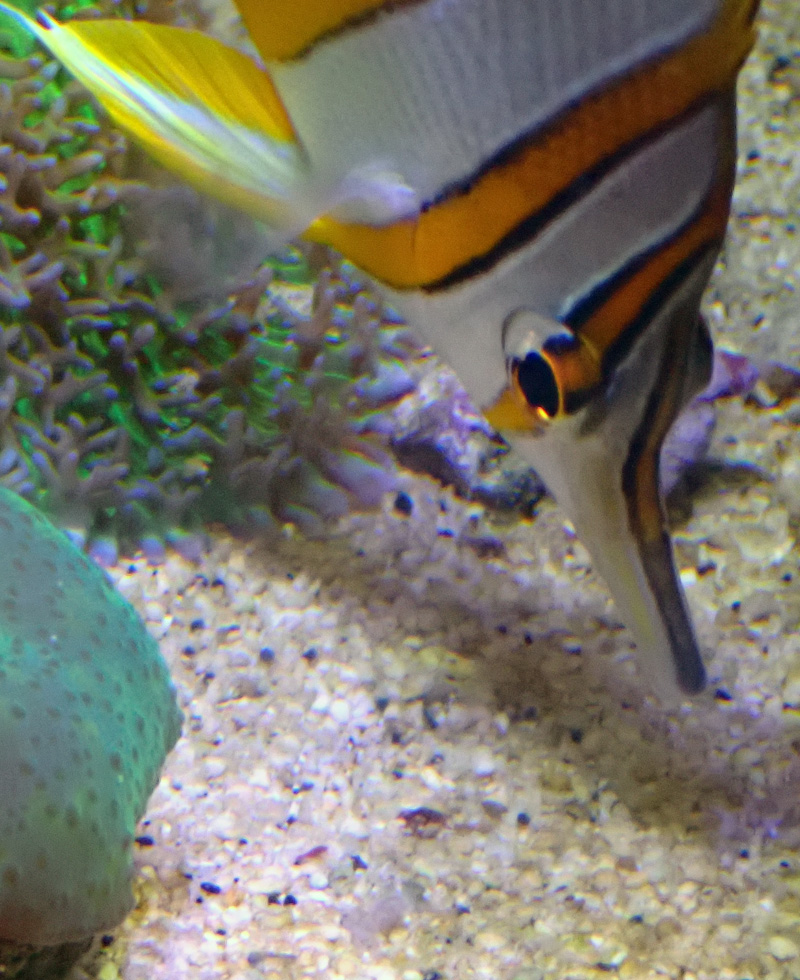 fish2e.jpg
