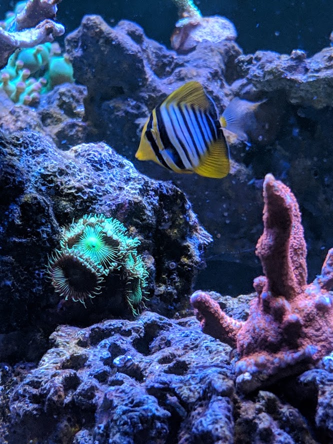 fish3.jpg
