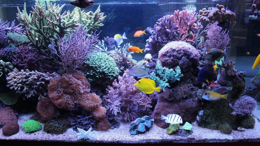 fish3.jpg