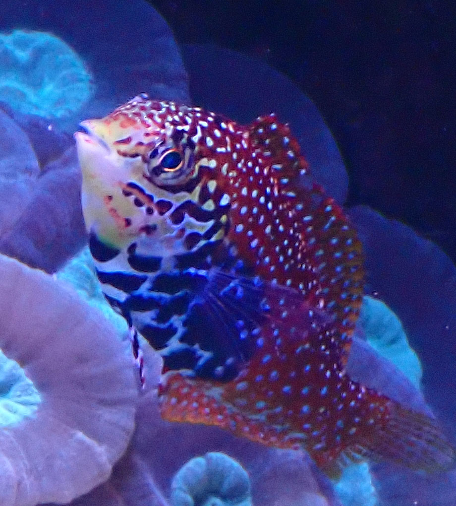fish3.jpg