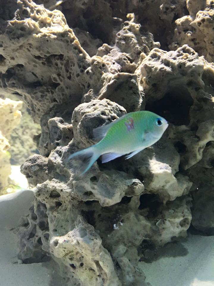 fish3.jpg