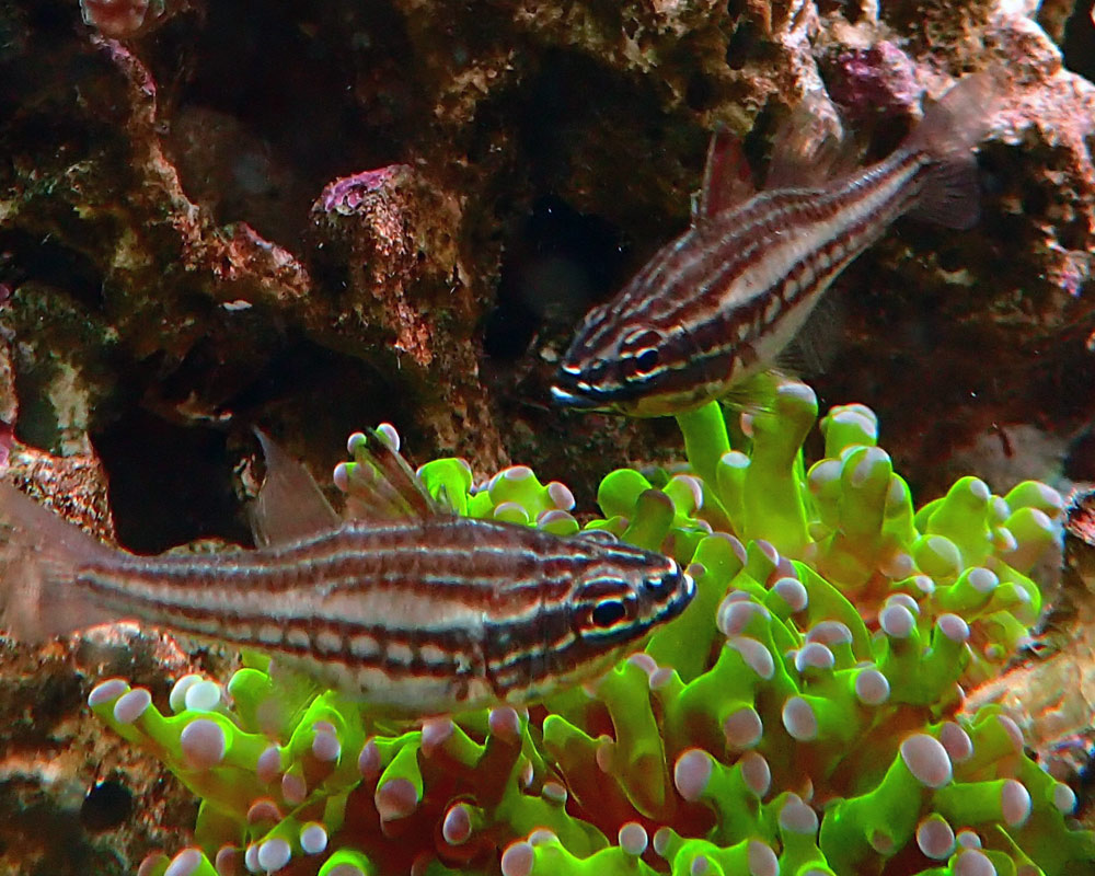 fish3.jpg