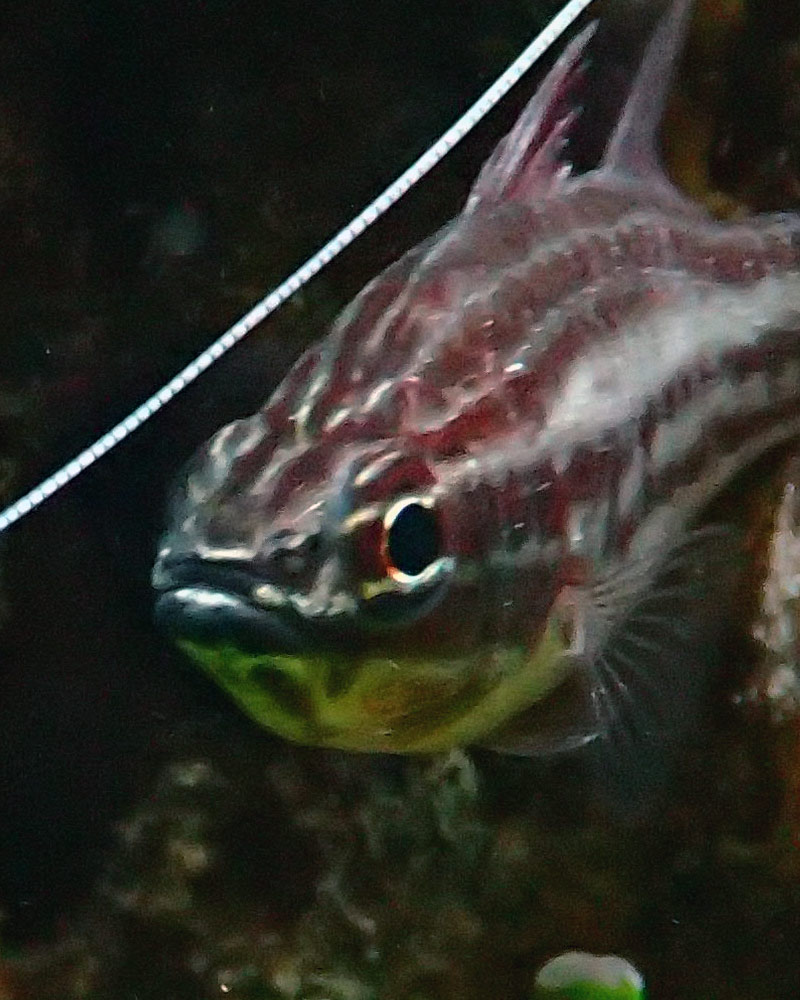 fish3.jpg