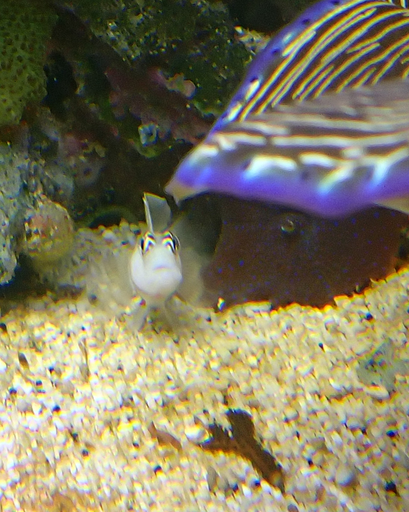 fish31.jpg