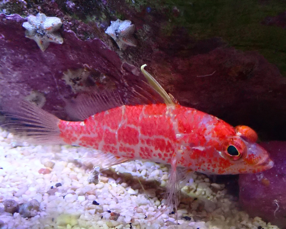 fish4.jpg