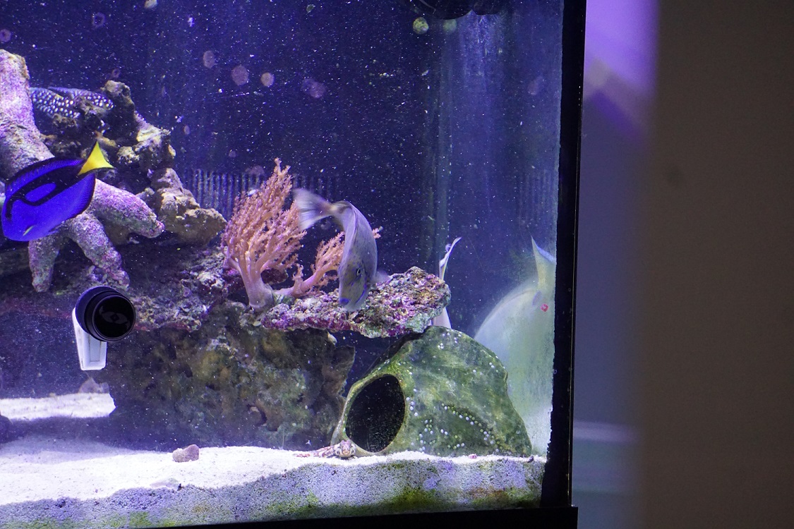 fish4.jpg