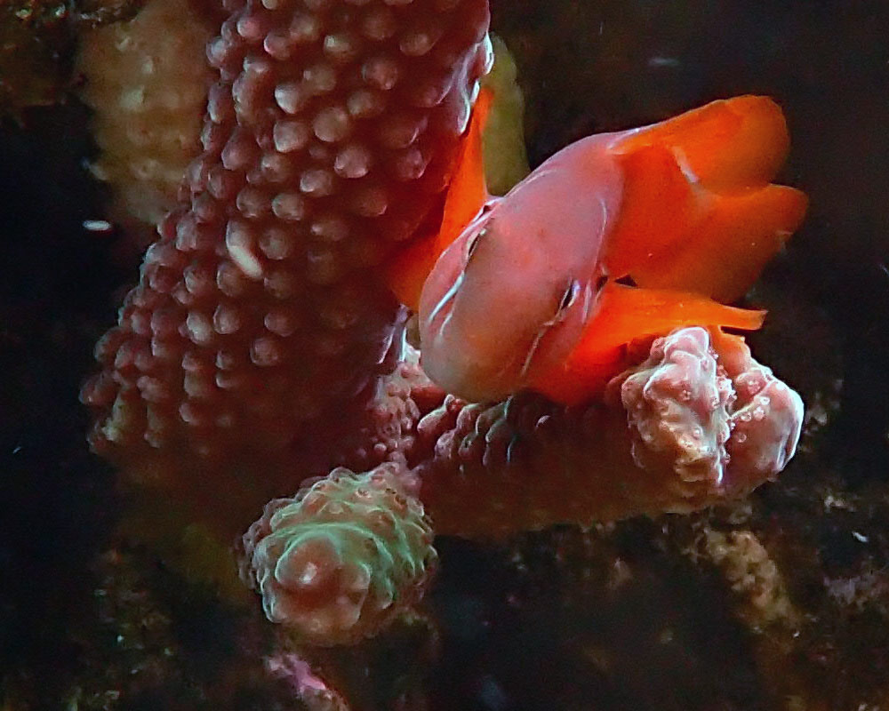 fish4.jpg