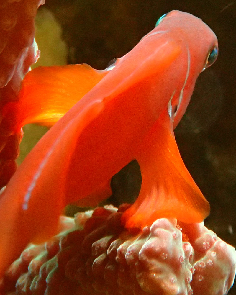fish4.jpg