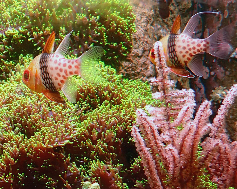 fish5.jpg