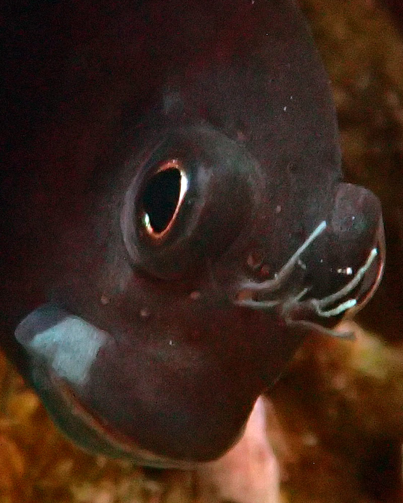 fish6.jpg