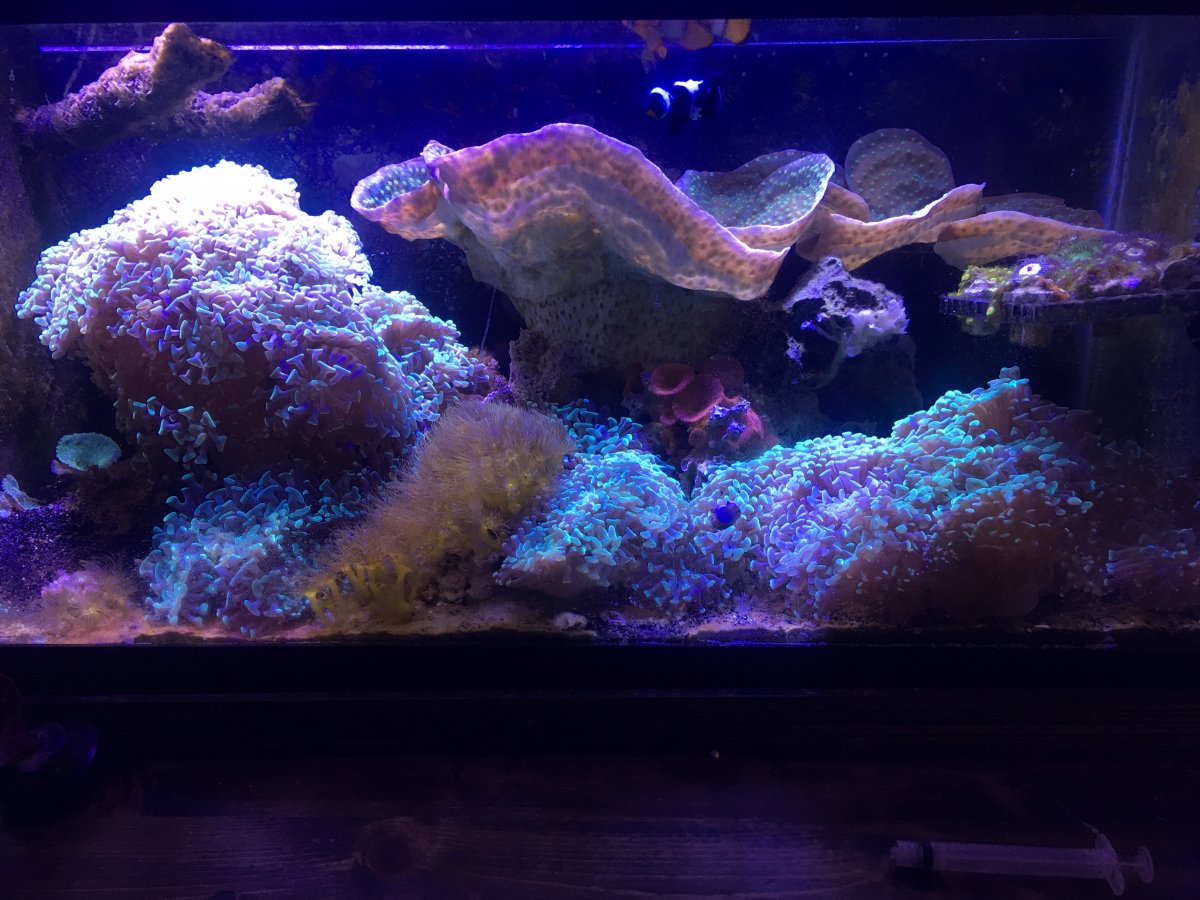 fish6.JPG