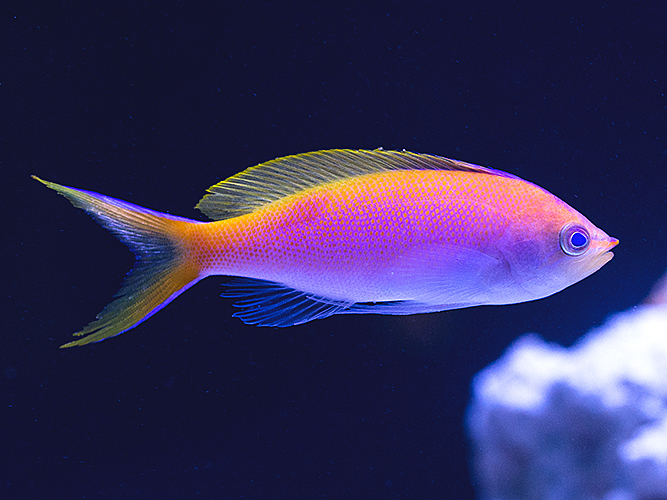 Fish_02.jpg