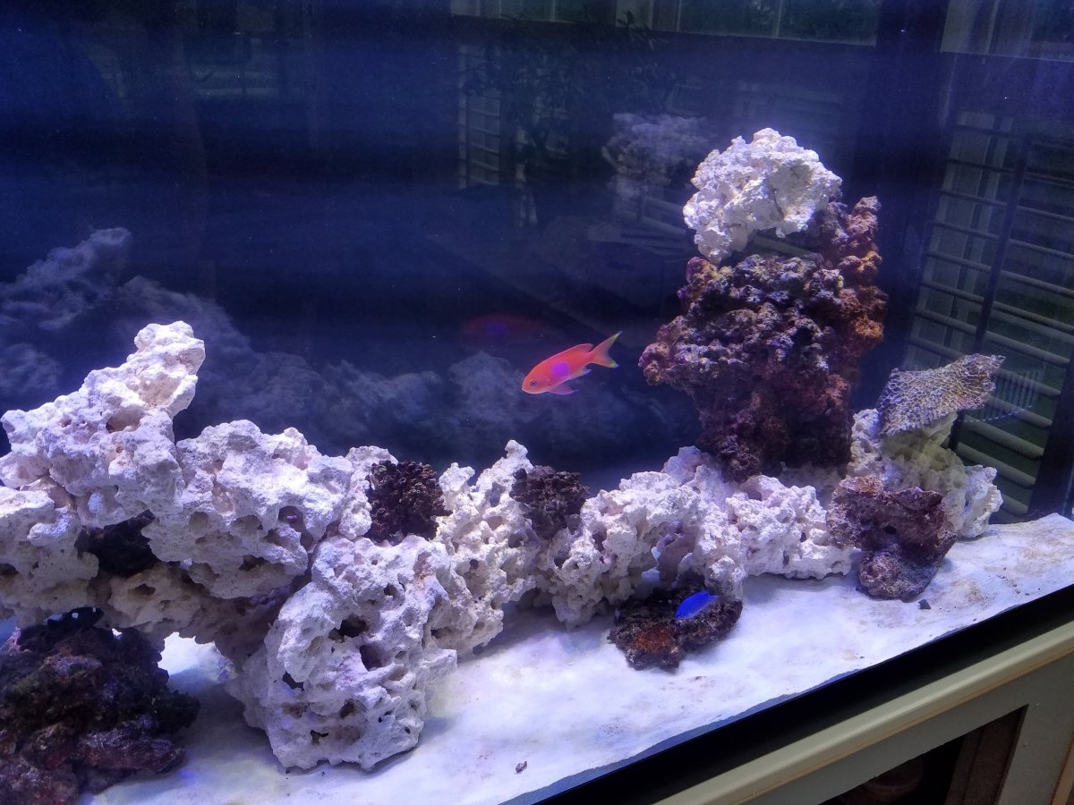 fish_1.jpg