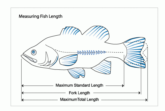 Fish_Length.gif