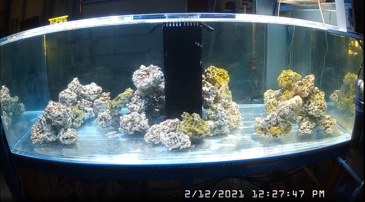 fishcam.PNG