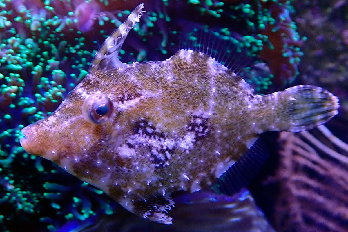 fishg2.jpg