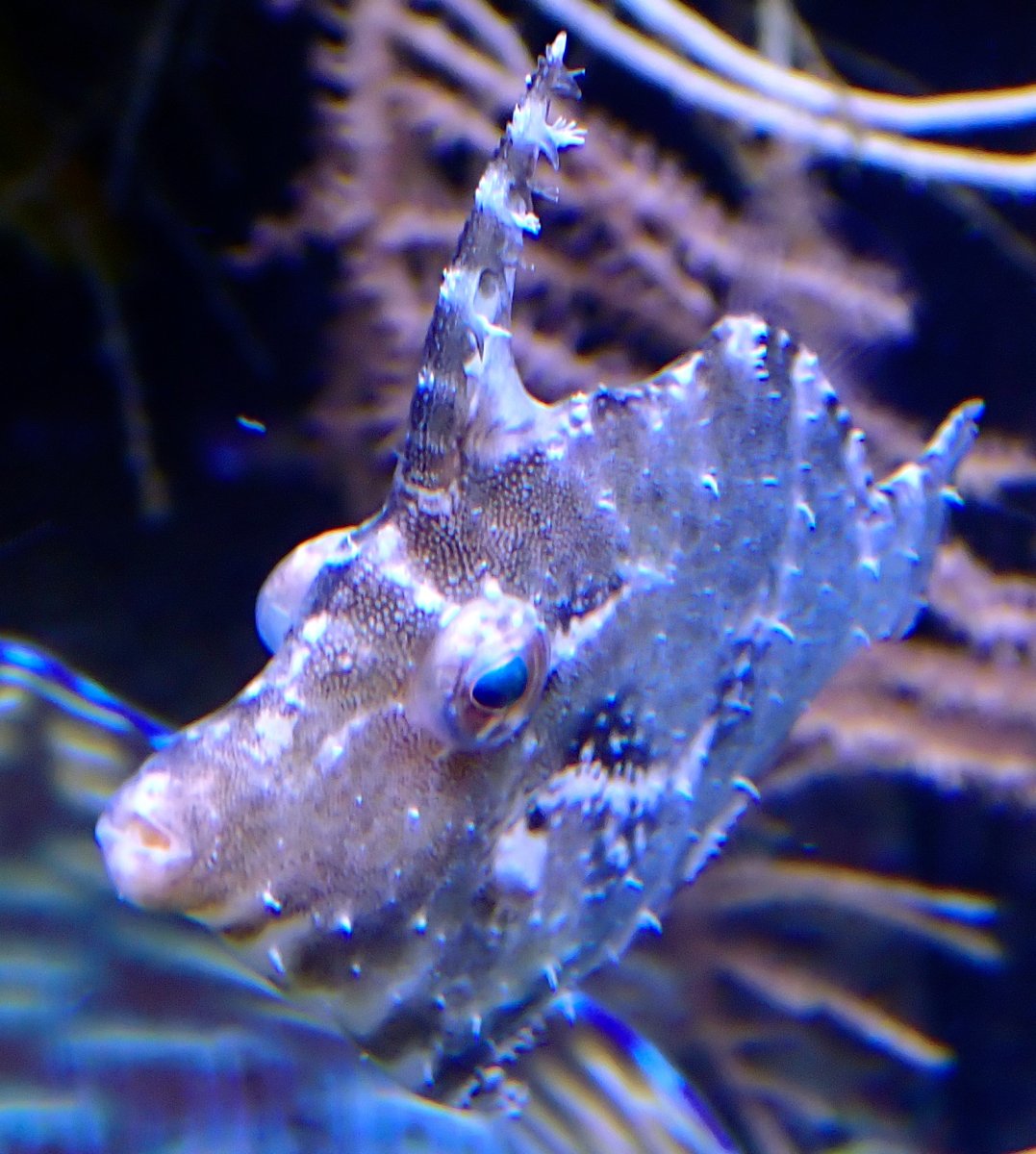 fishg3.jpg